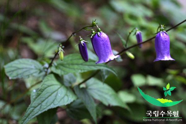 금강초롱꽃 이미지
