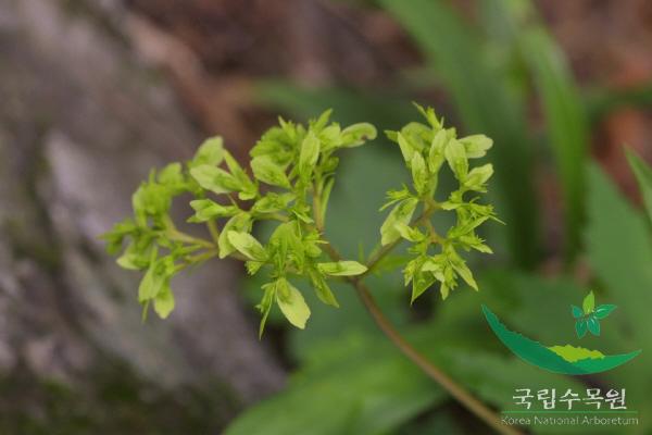 금마타리 이미지