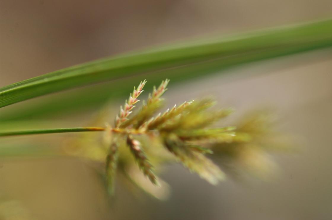 금방동사니 이미지