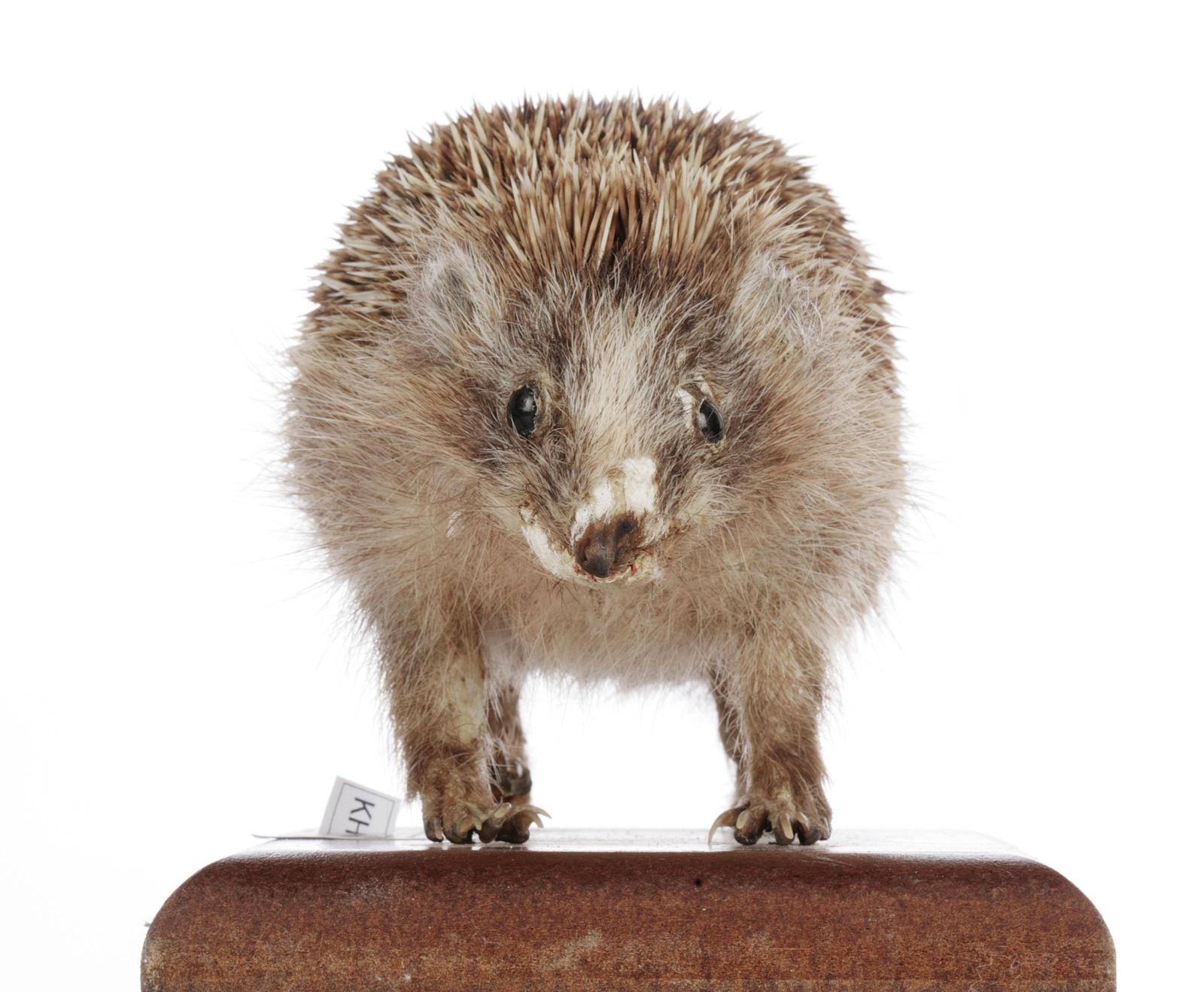 고슴도치 이미지