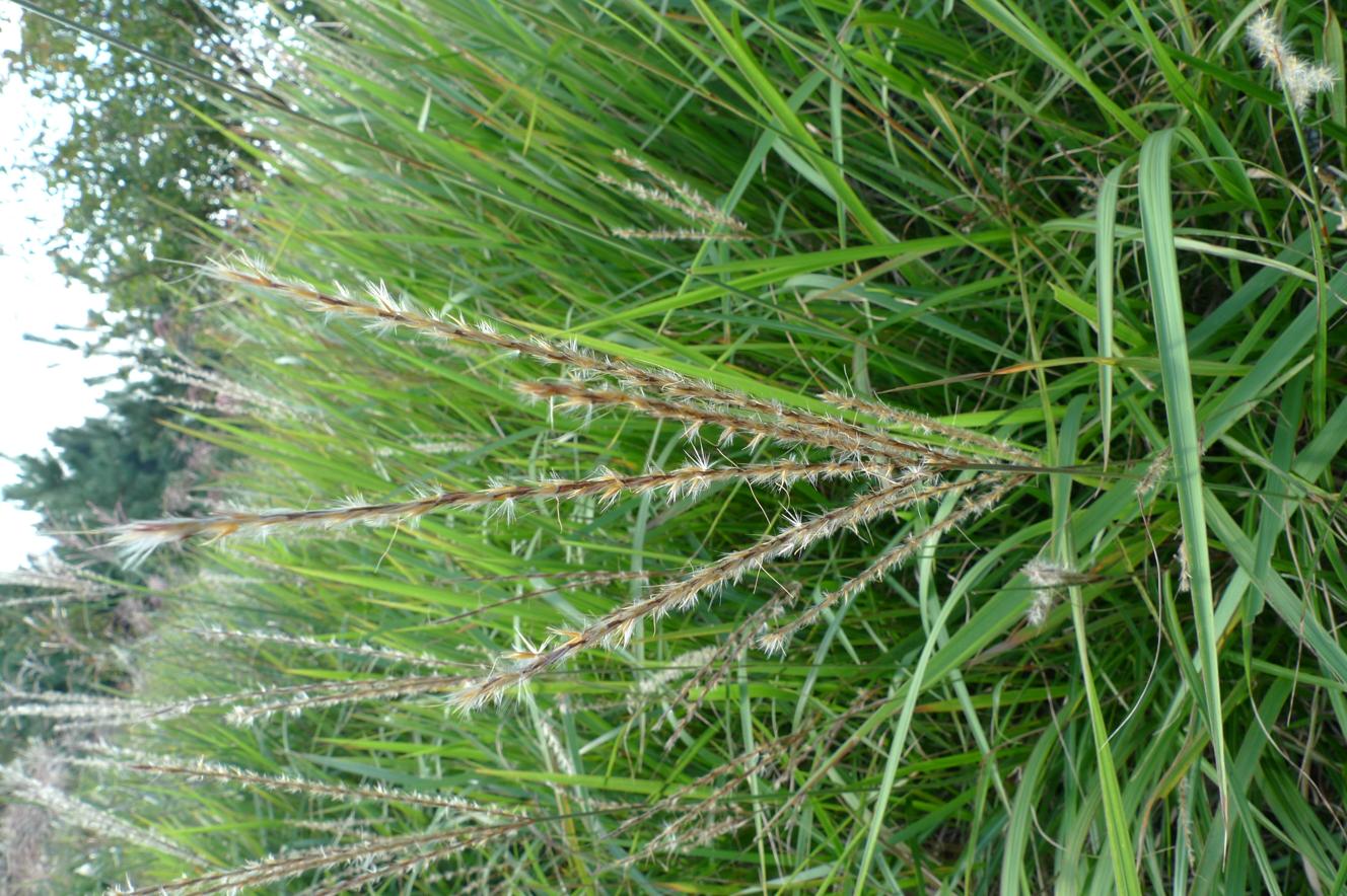 가는잎억새 이미지