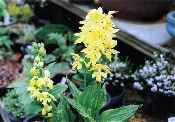 금새우난초 이미지