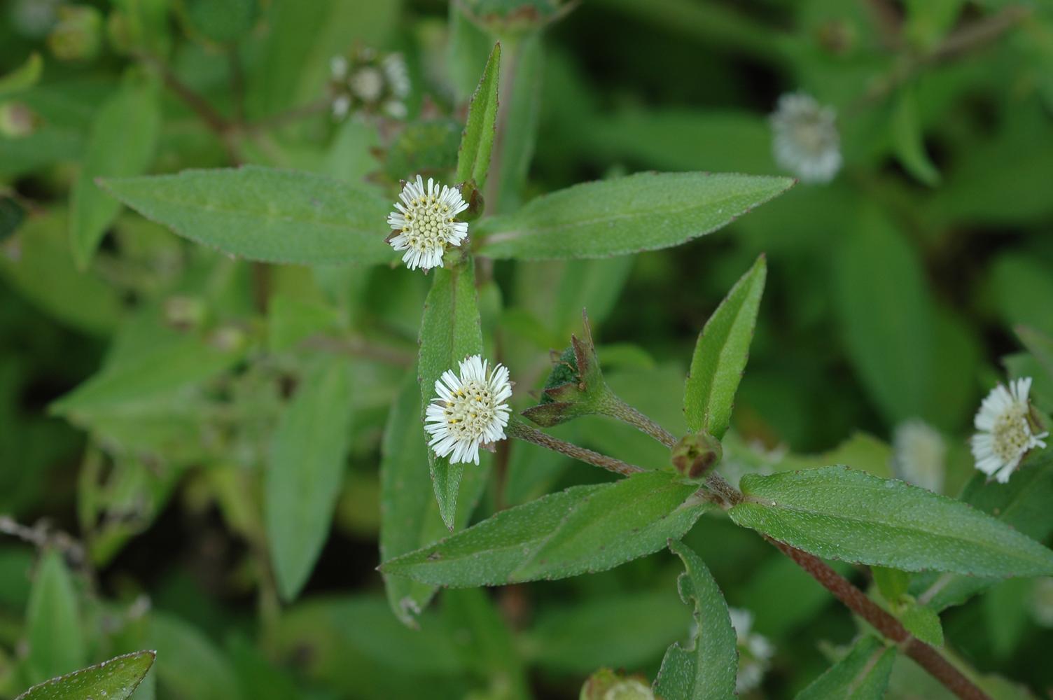 가는잎한련초 이미지