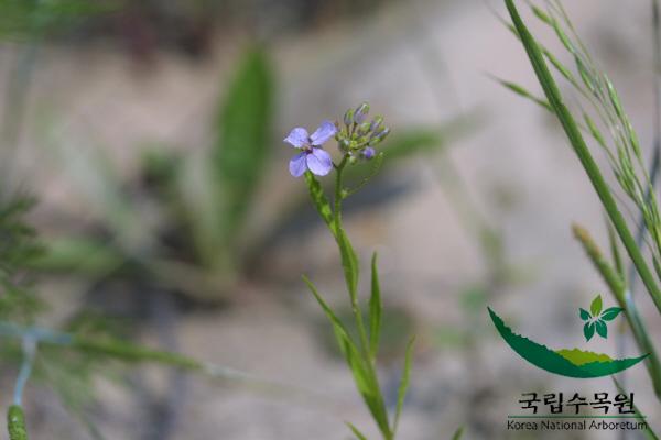 가는장대 이미지