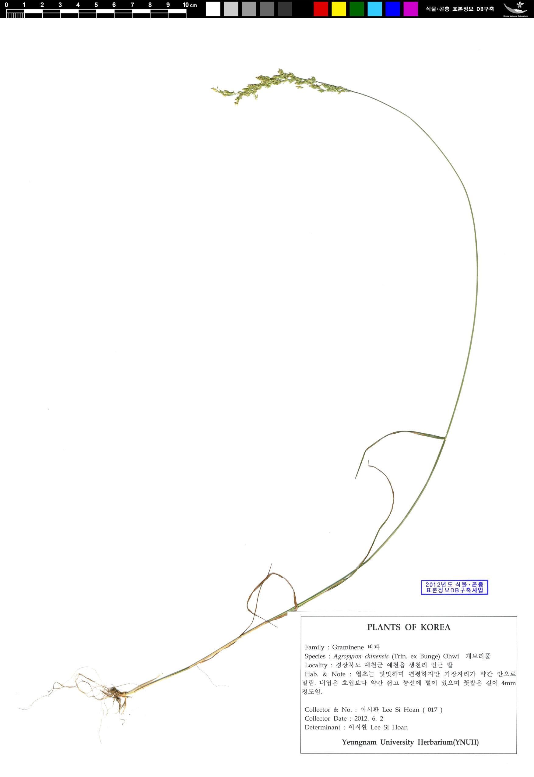 개밀아재비 이미지