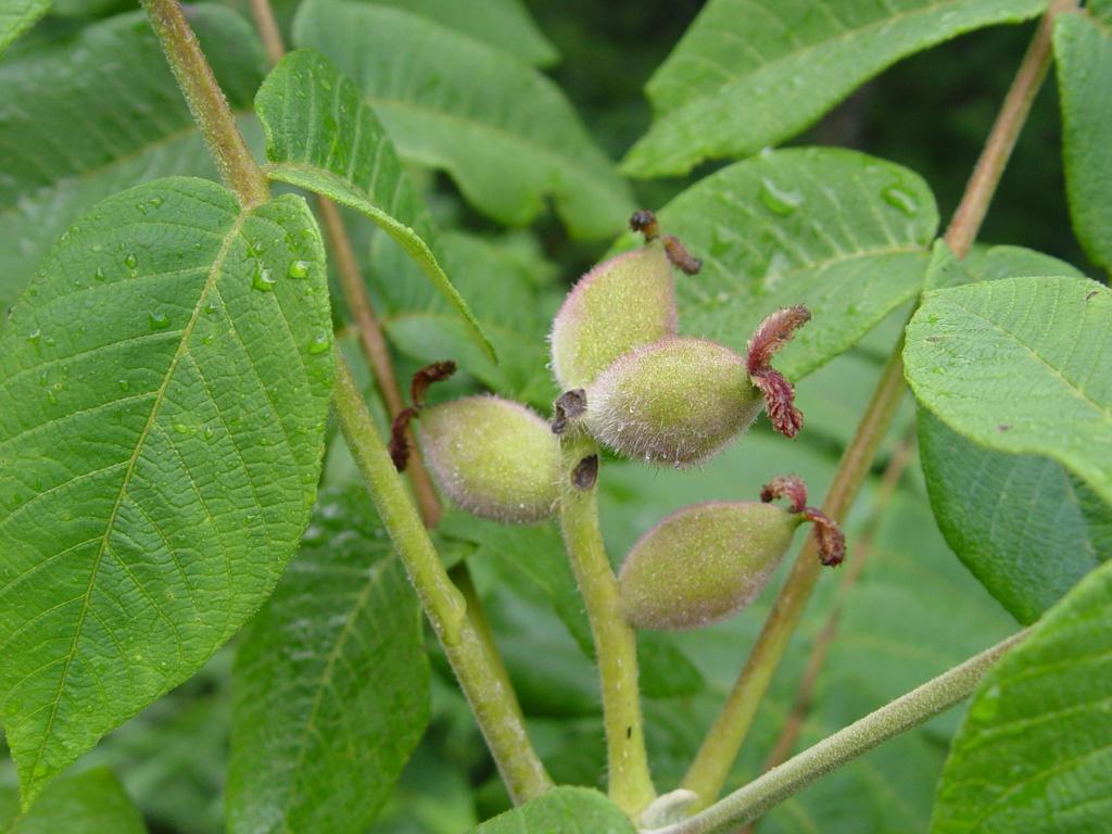 가래나무 이미지