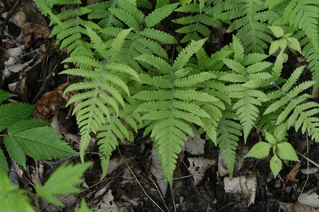 가래고사리 이미지