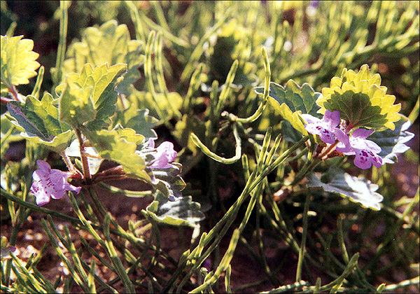 긴병꽃풀 이미지