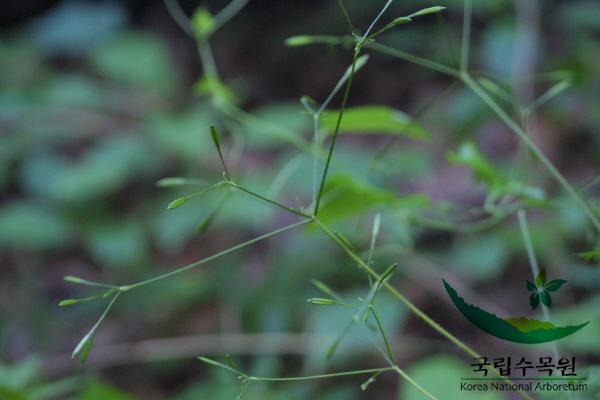 긴사상자 이미지