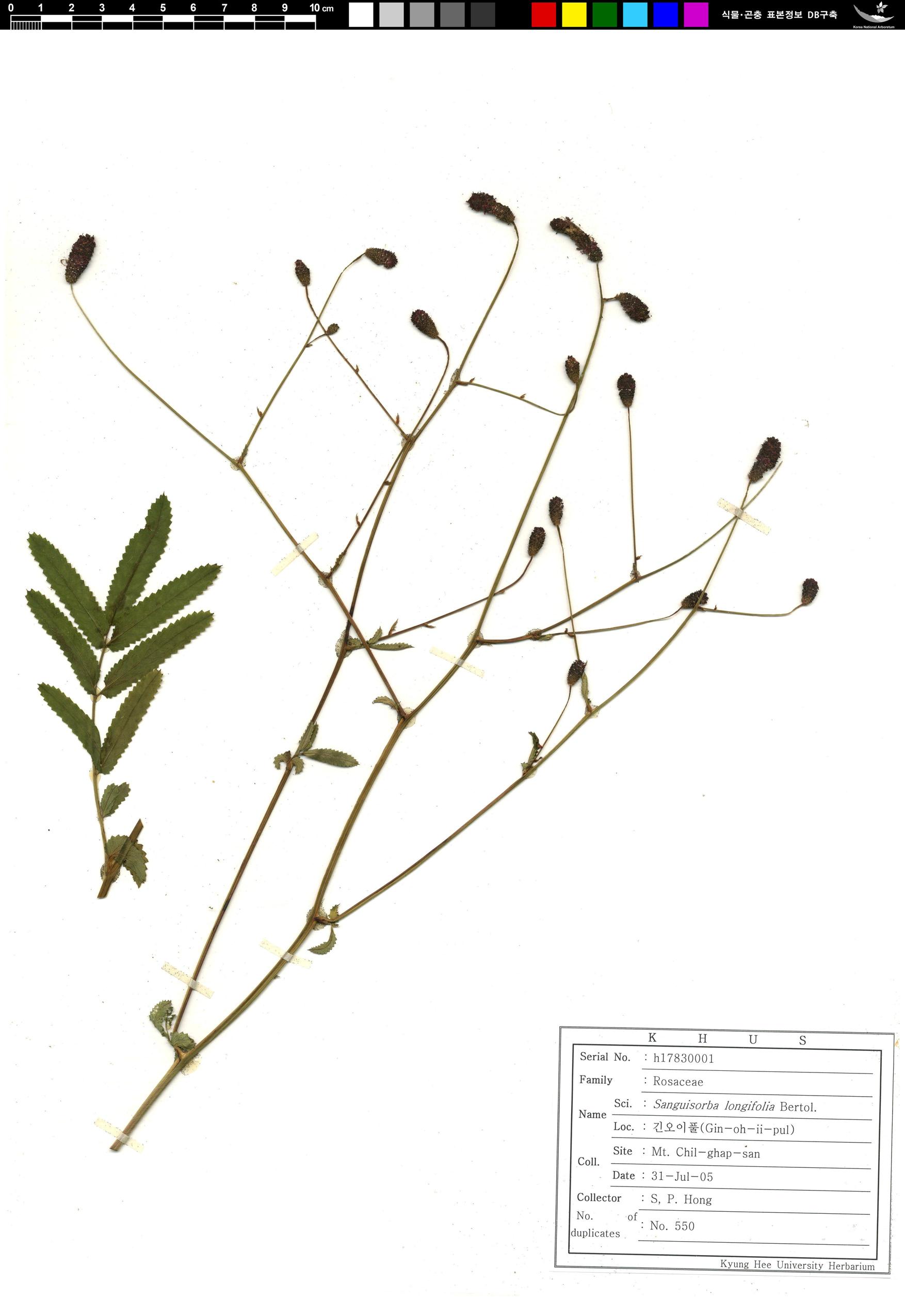 긴오이풀 이미지