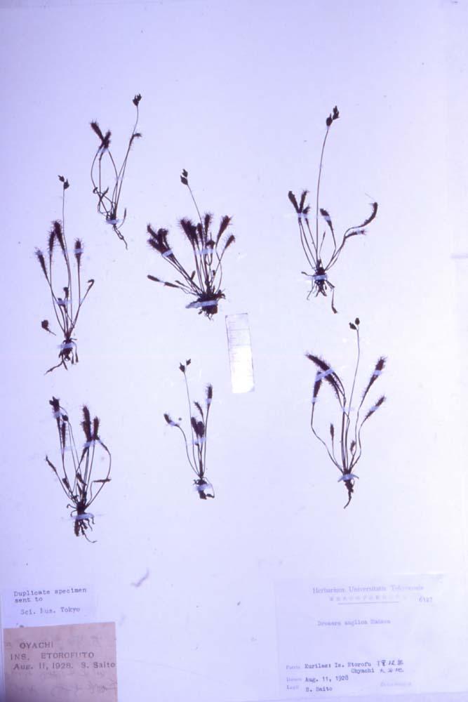 긴잎끈끈이주걱 이미지