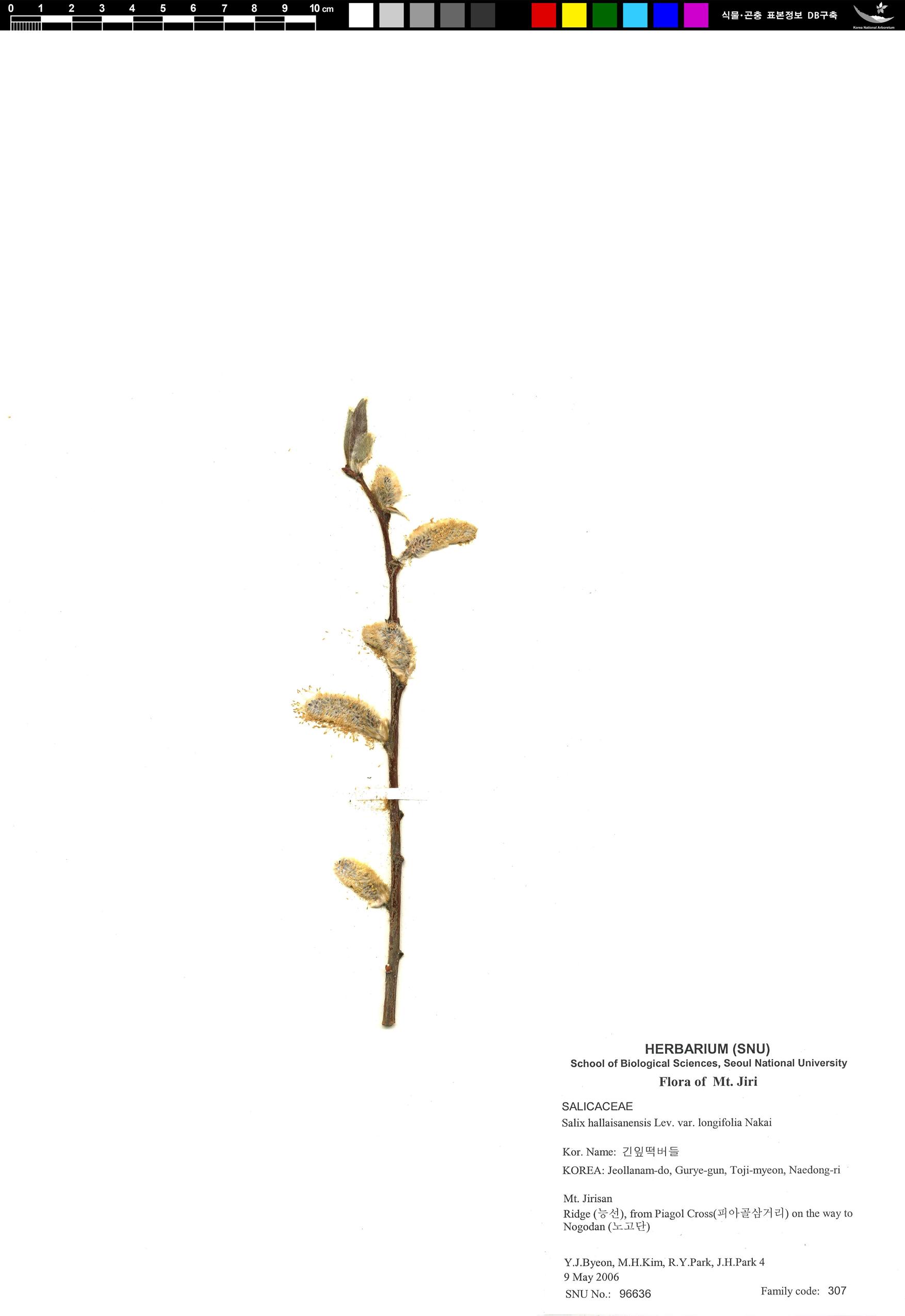 긴잎떡버들 이미지