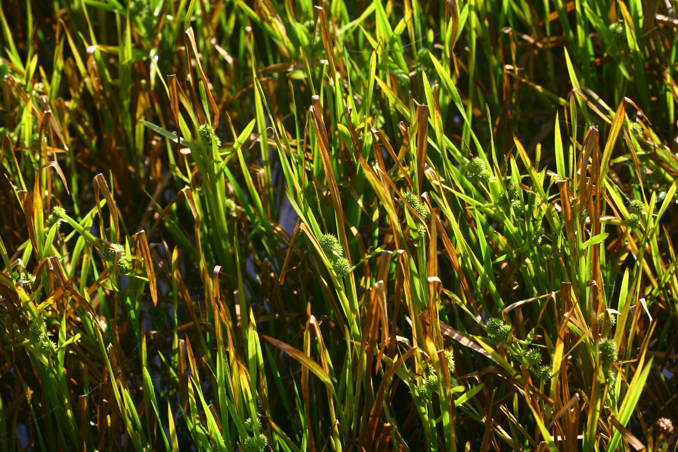 긴흑삼릉 이미지