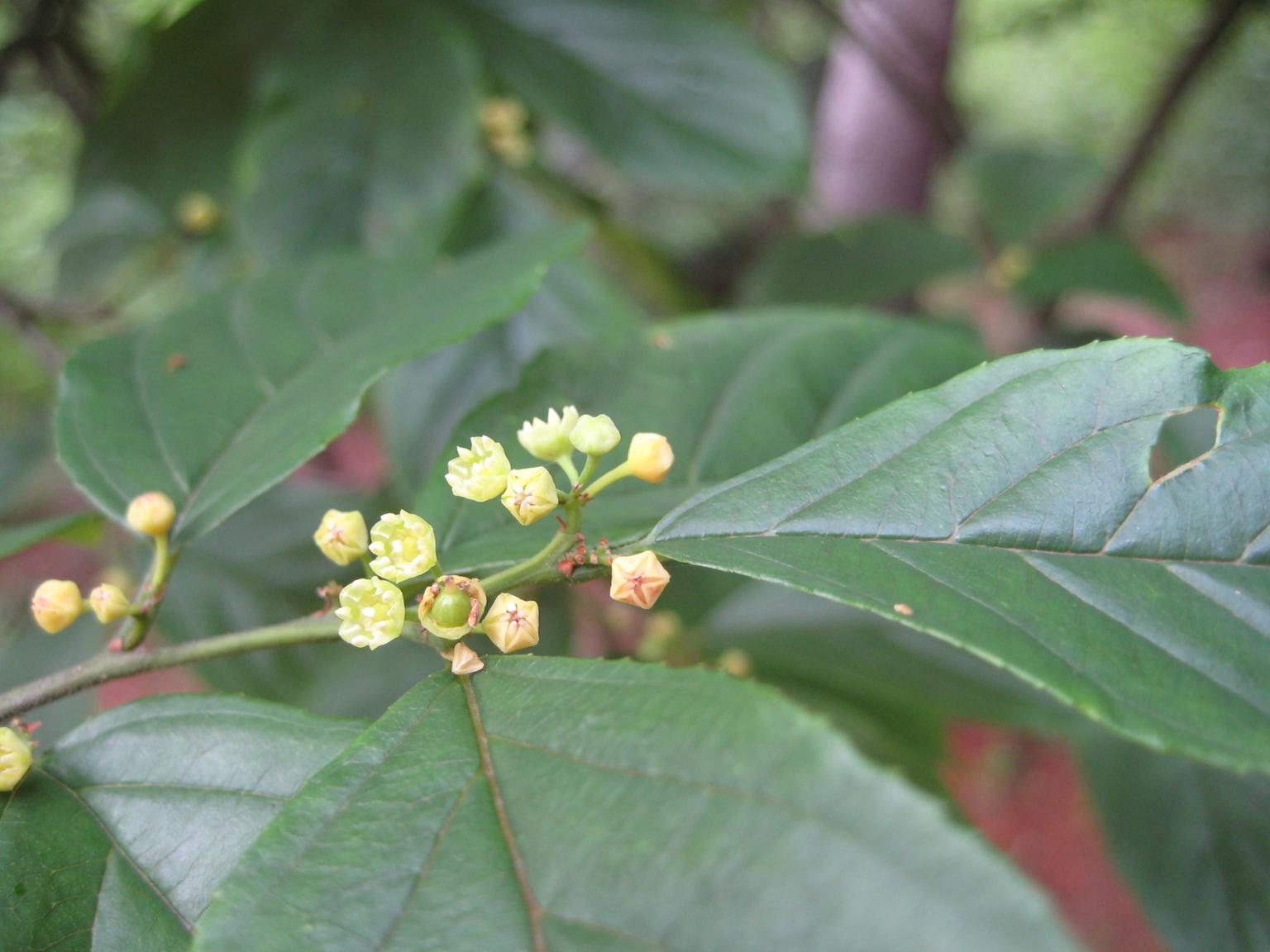 까마귀베개 이미지