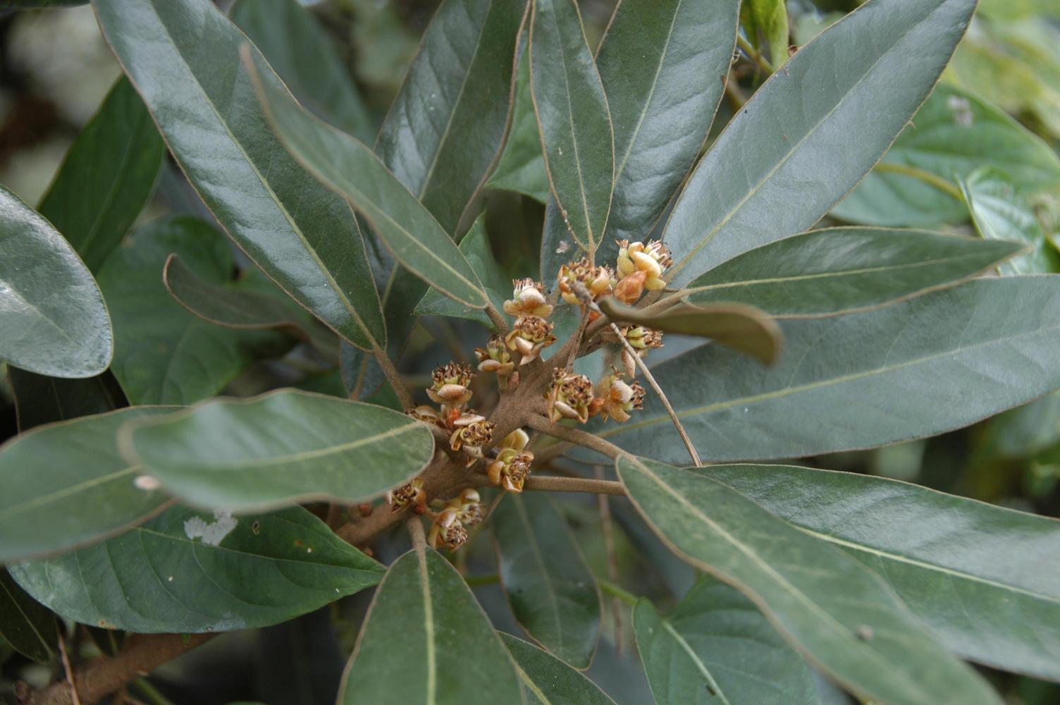 까마귀쪽나무 이미지