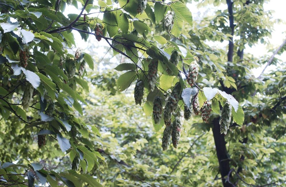 까치박달 이미지