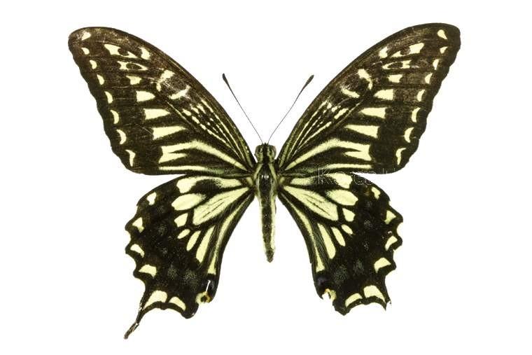 호랑나비 이미지