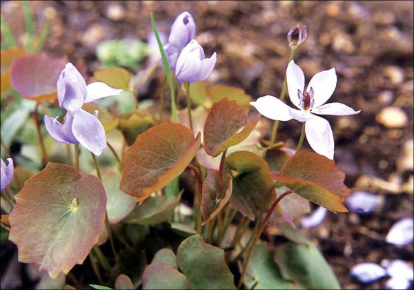 깽깽이풀 이미지