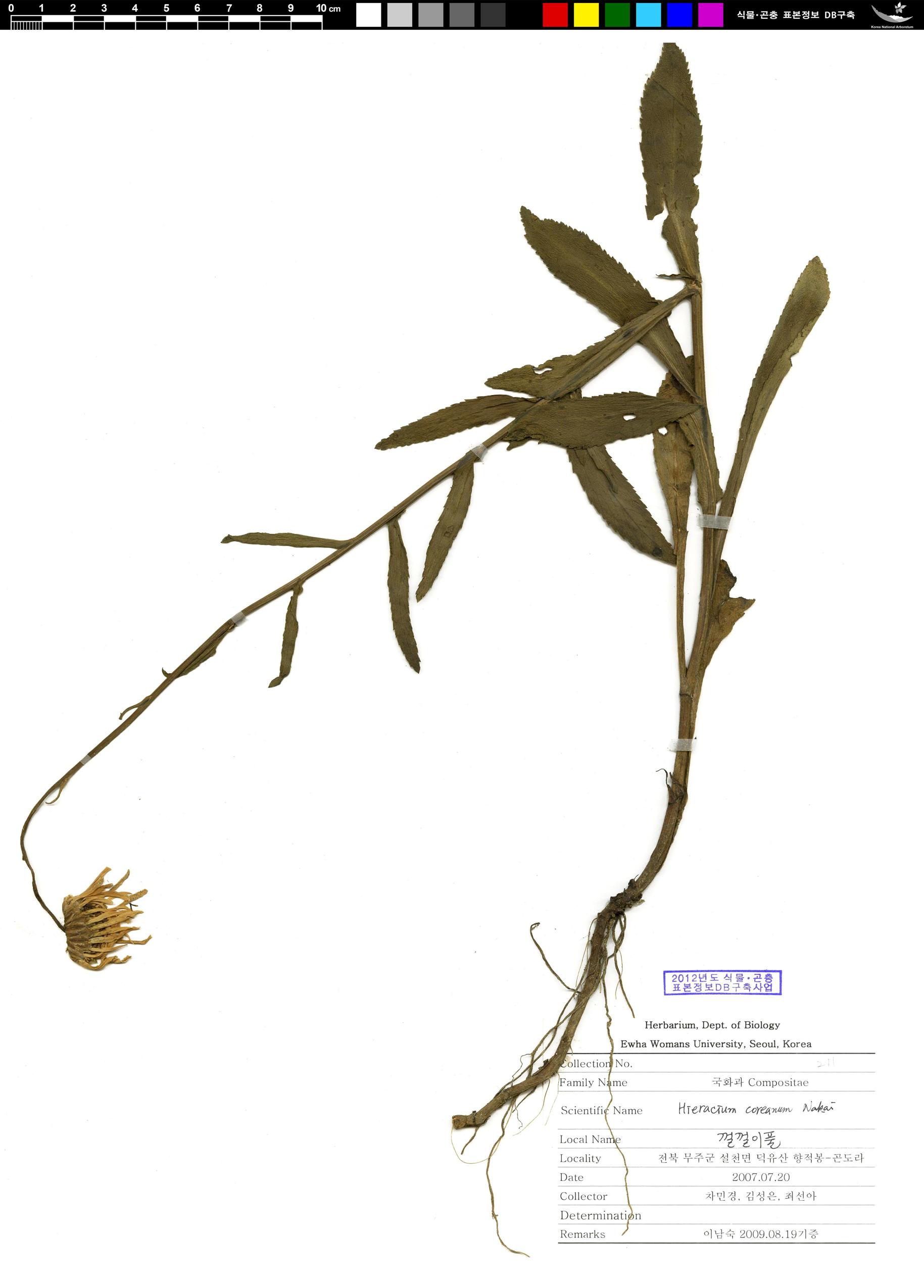 껄껄이풀 이미지