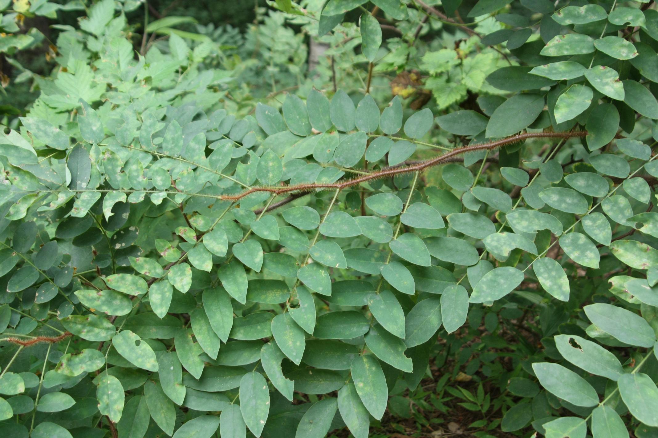 꽃아까시나무 이미지