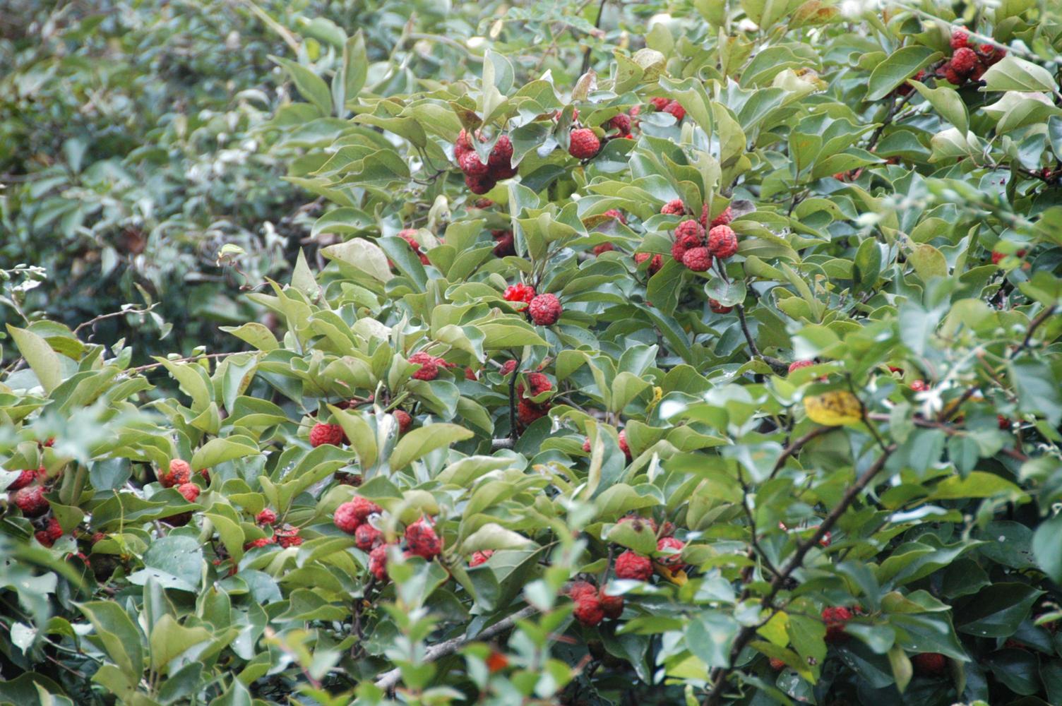 꾸지뽕나무 이미지