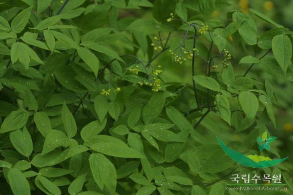 꿩의다리아재비 이미지