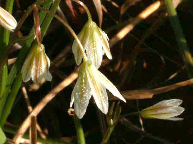 나도개감채 이미지