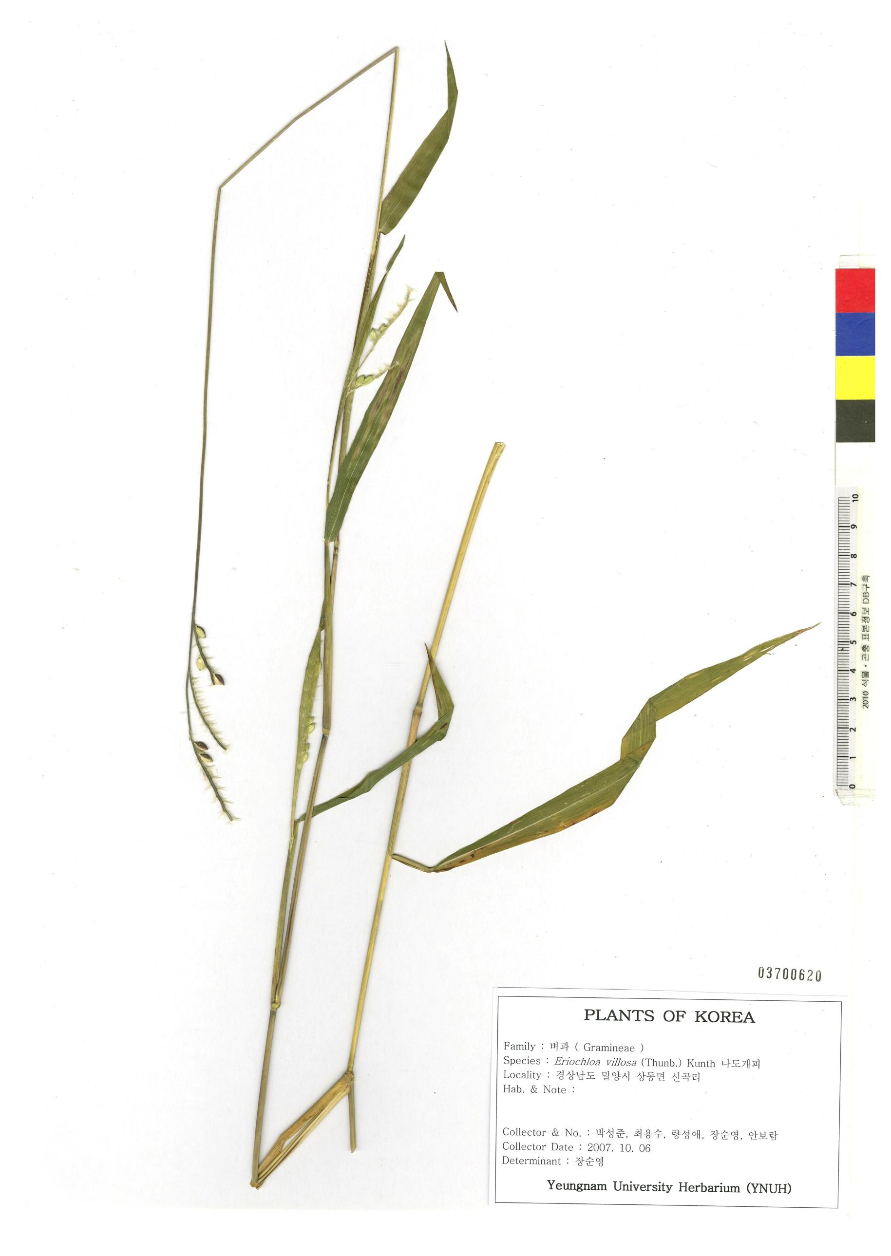 나도개피 이미지