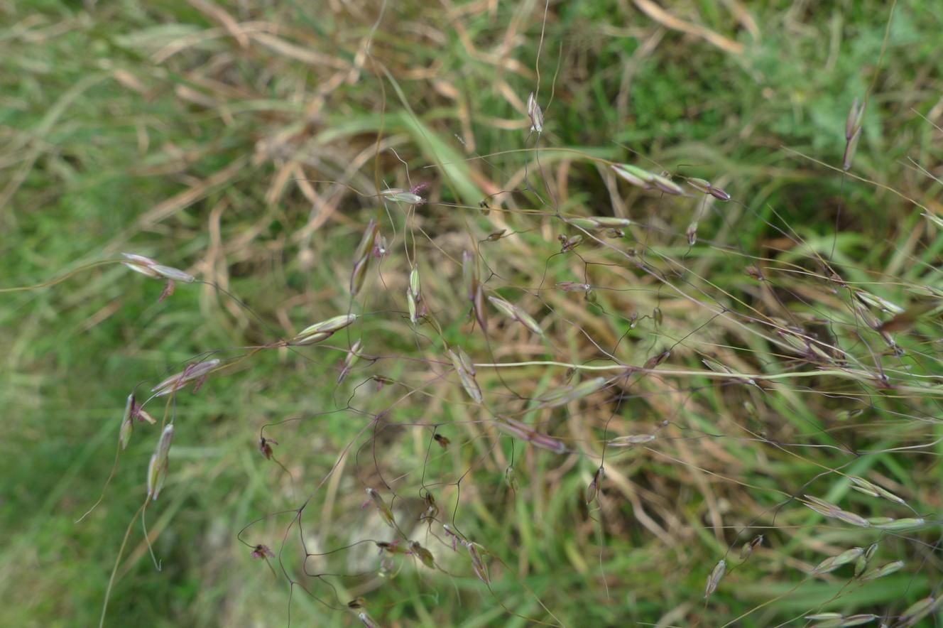 나도기름새 이미지