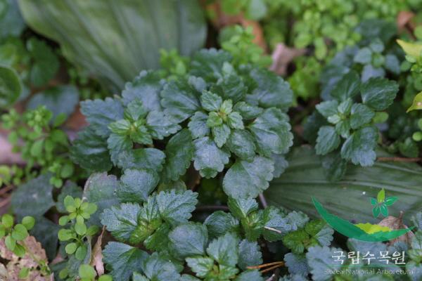 나도물통이 이미지