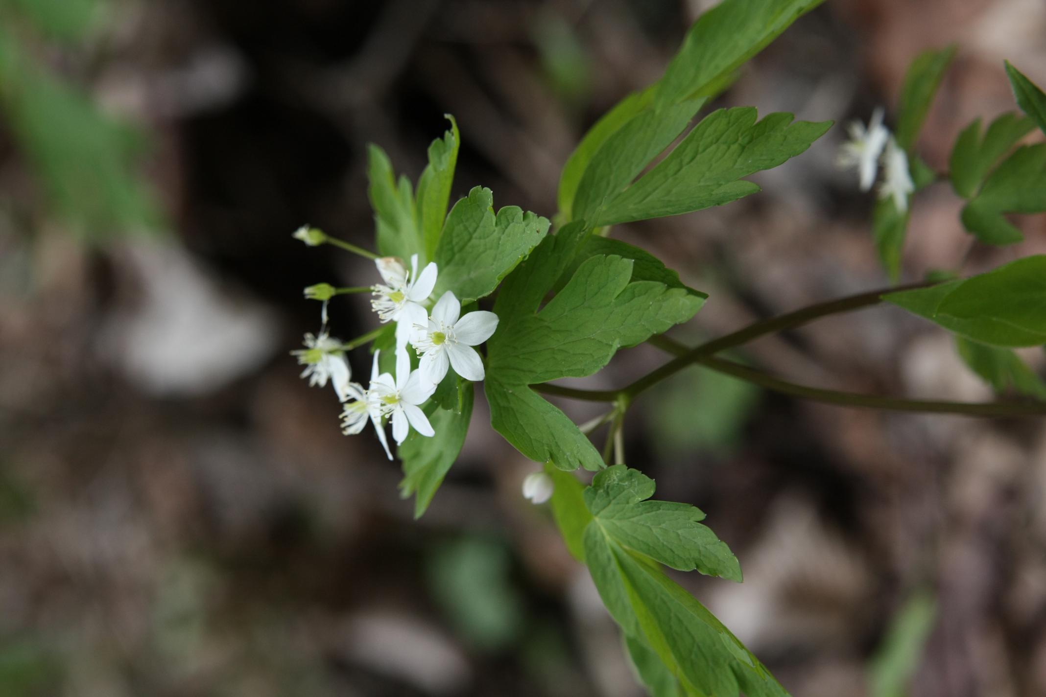 나도바람꽃 이미지