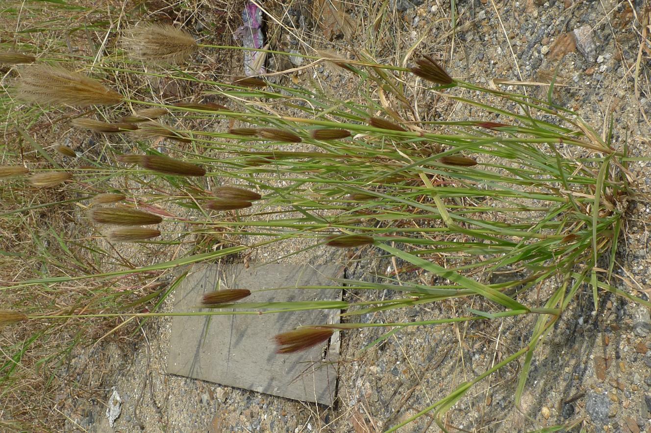 나도바랭이 이미지