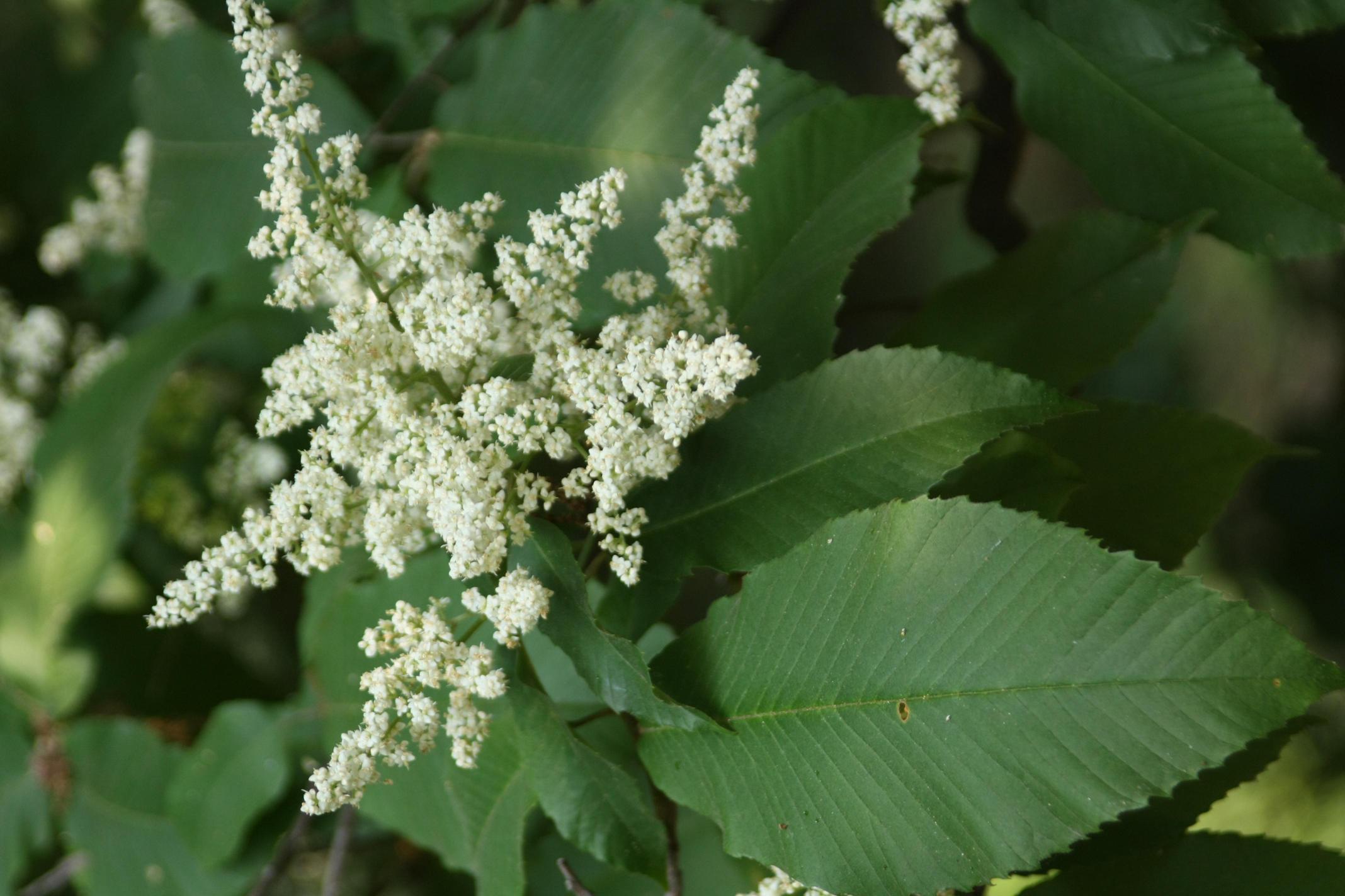 나도밤나무 이미지