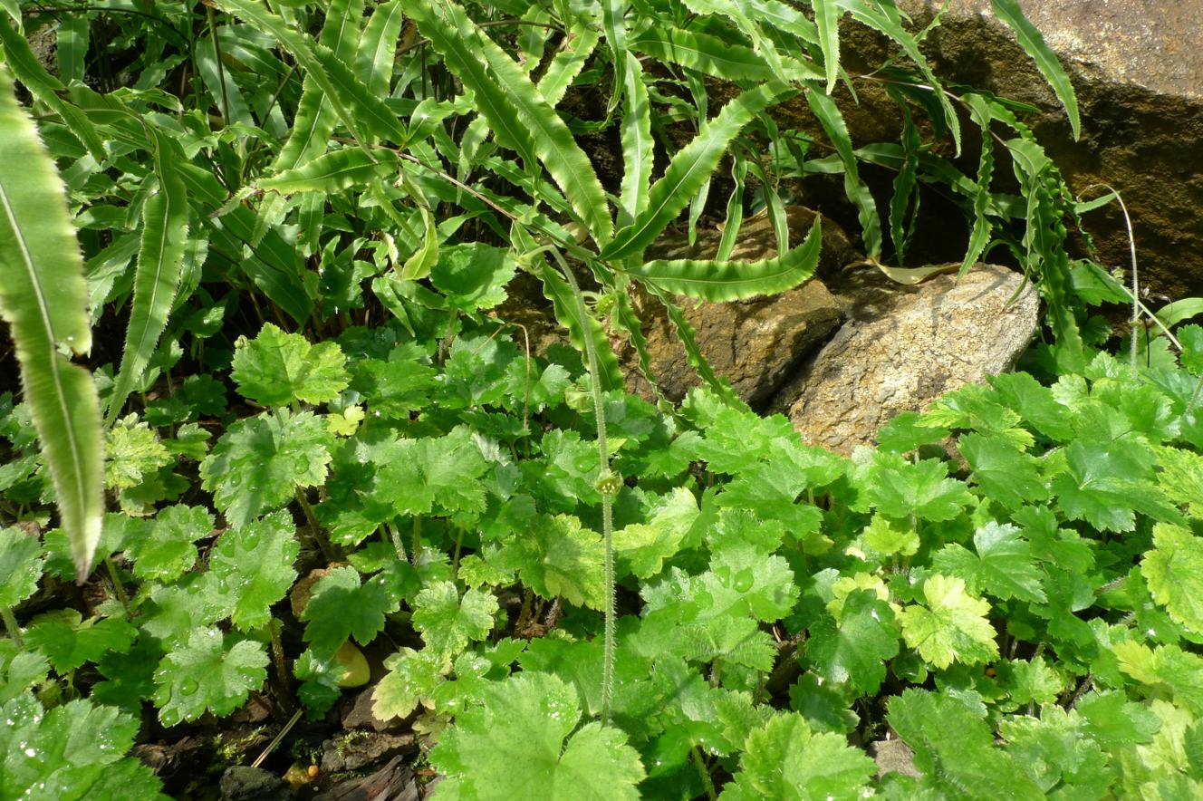 나도범의귀 이미지