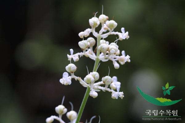 나도생강 이미지