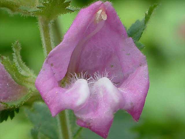 나도송이풀 이미지