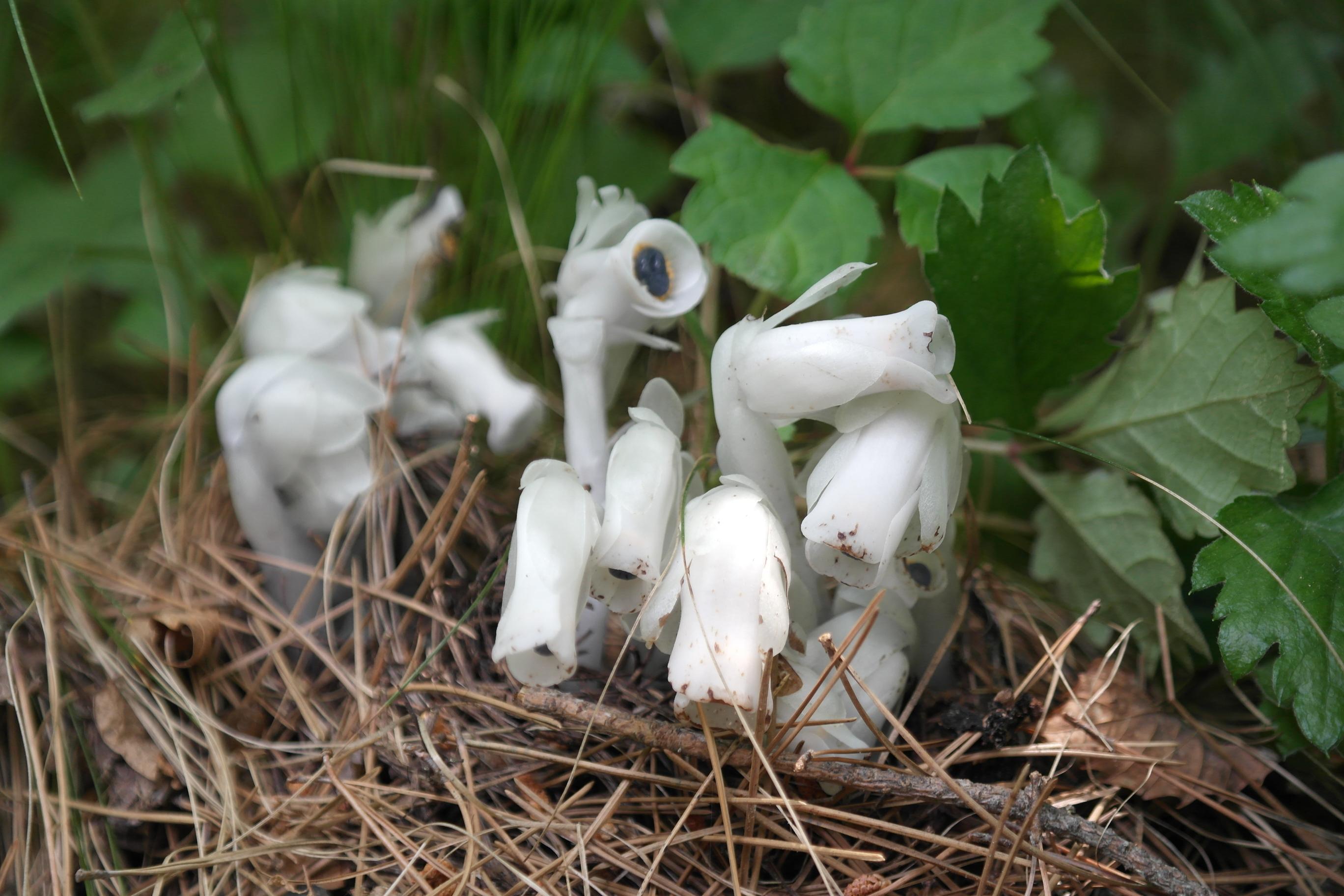 나도수정초 이미지