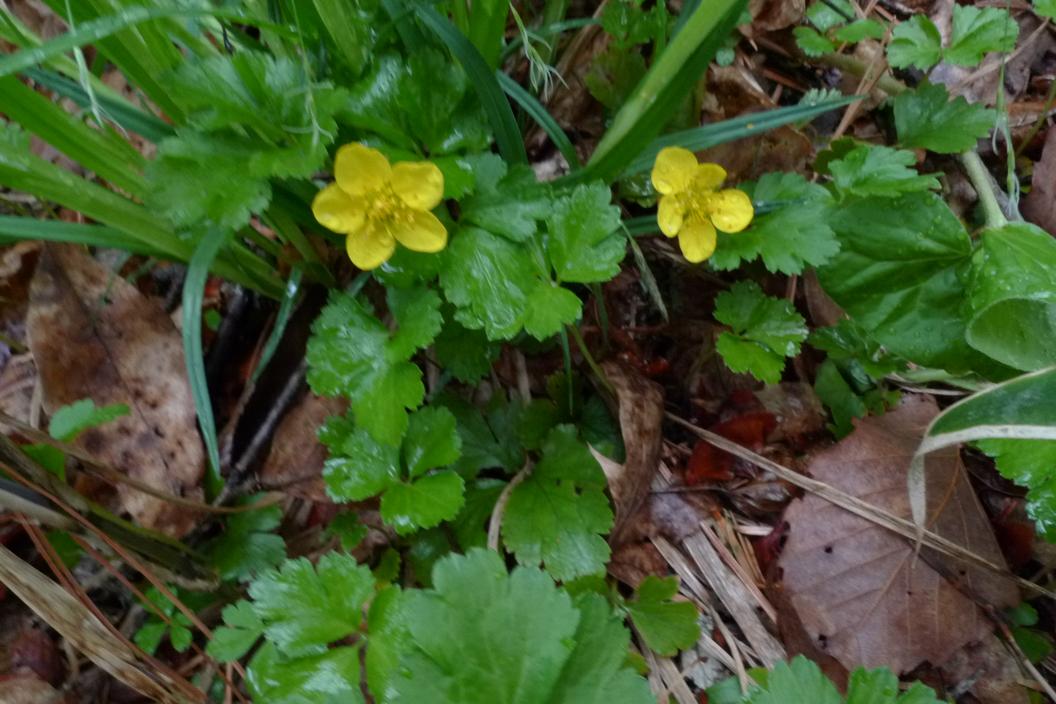 나도양지꽃 이미지