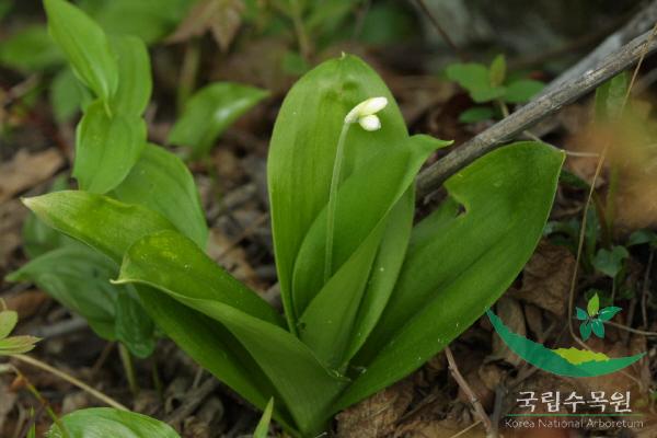 나도옥잠화 이미지
