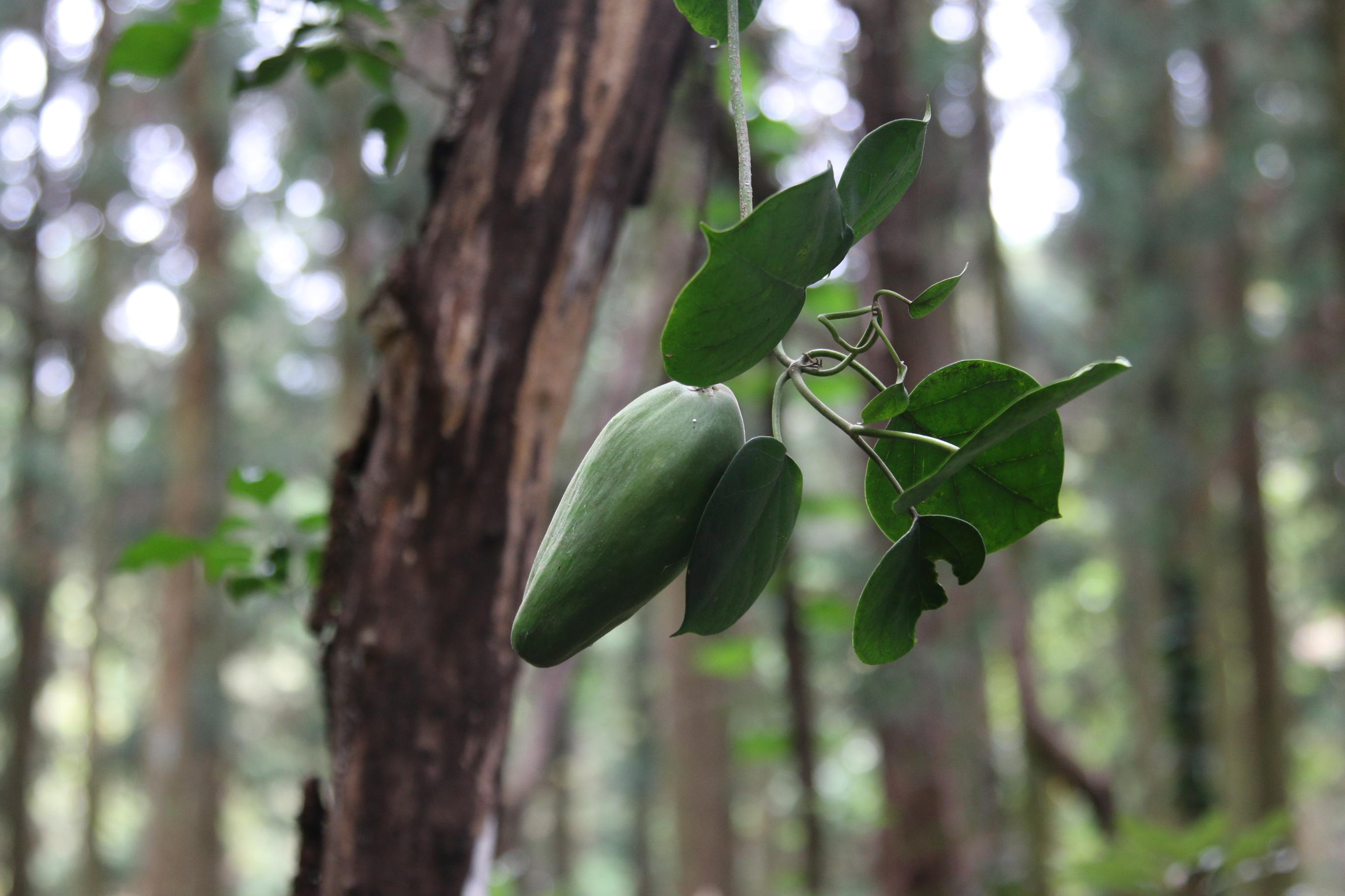 나도은조롱 이미지
