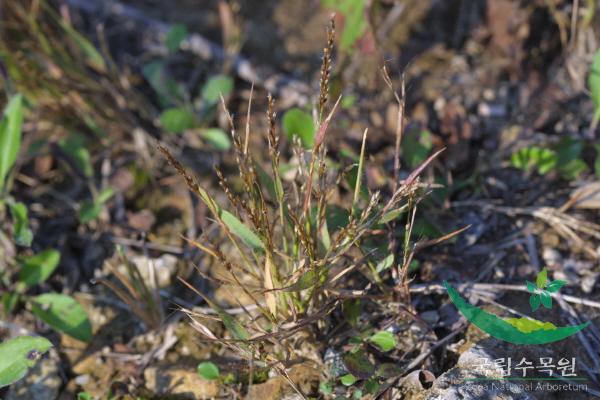 나도잔디 이미지