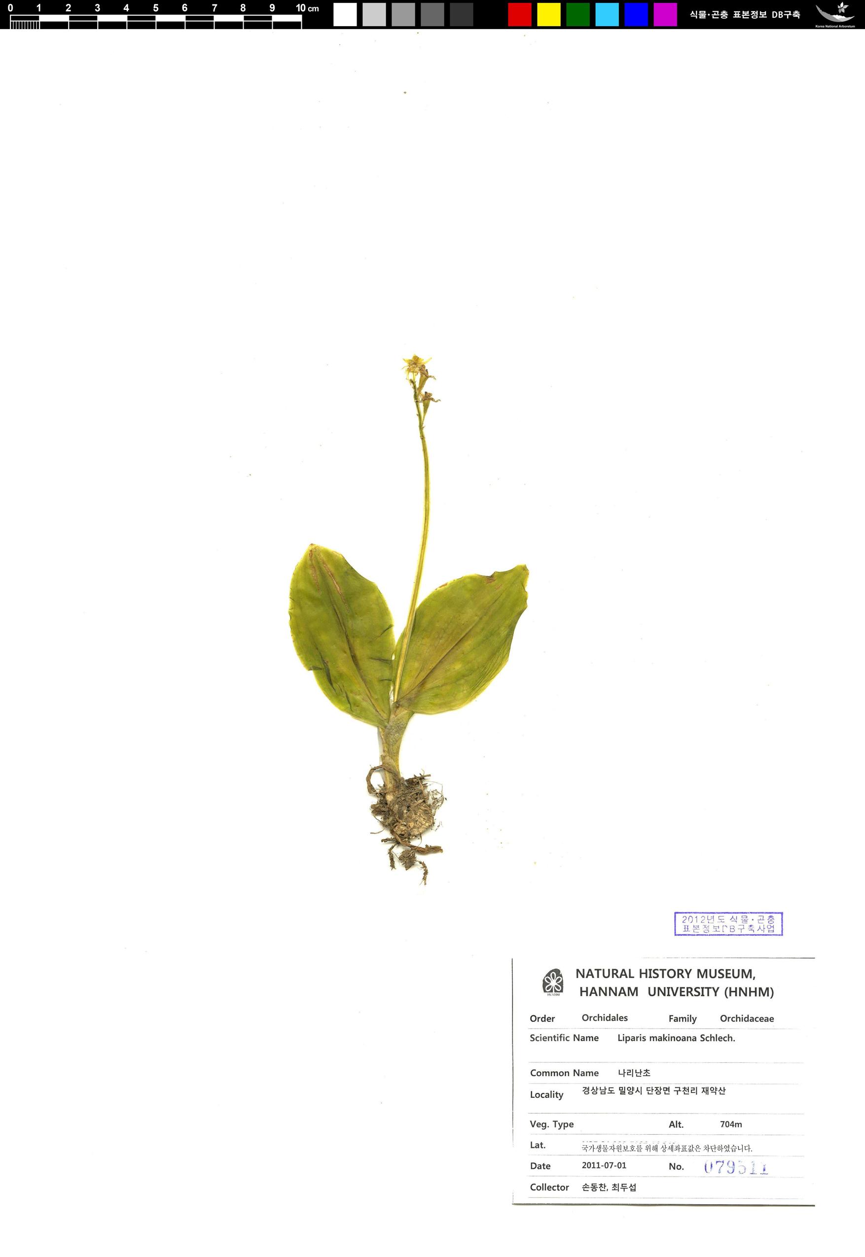 나리난초 이미지