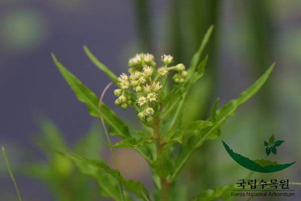 낙지다리 이미지