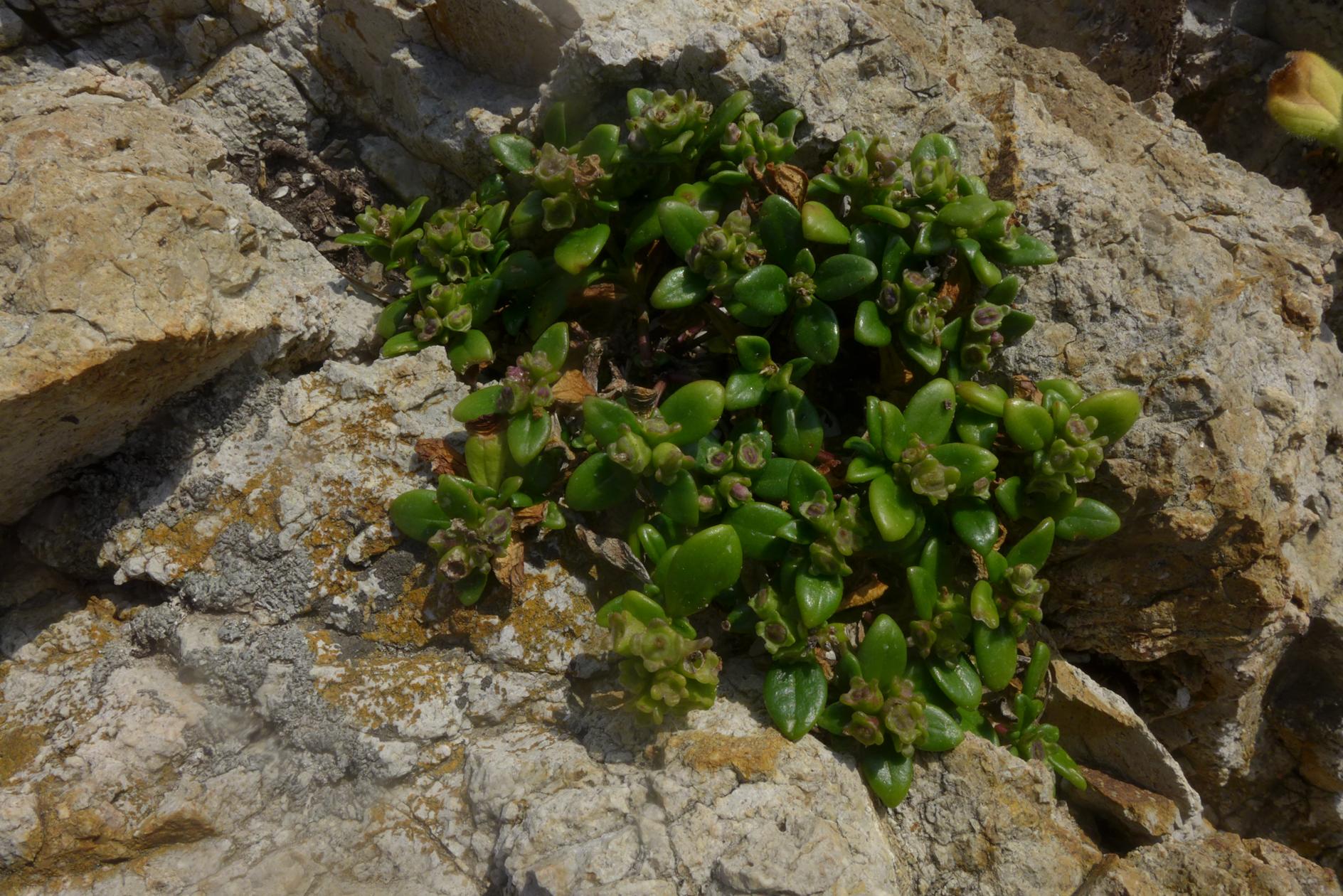 낚시돌풀 이미지