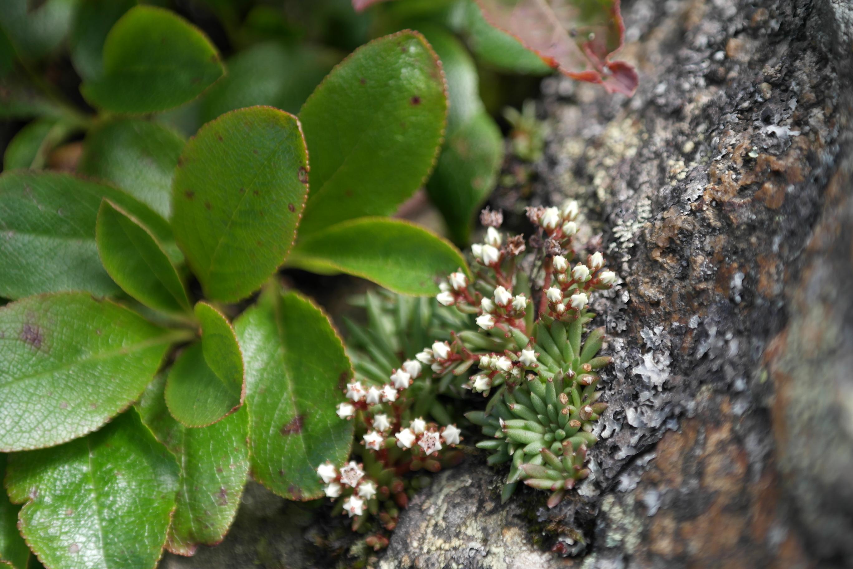 난쟁이바위솔 이미지