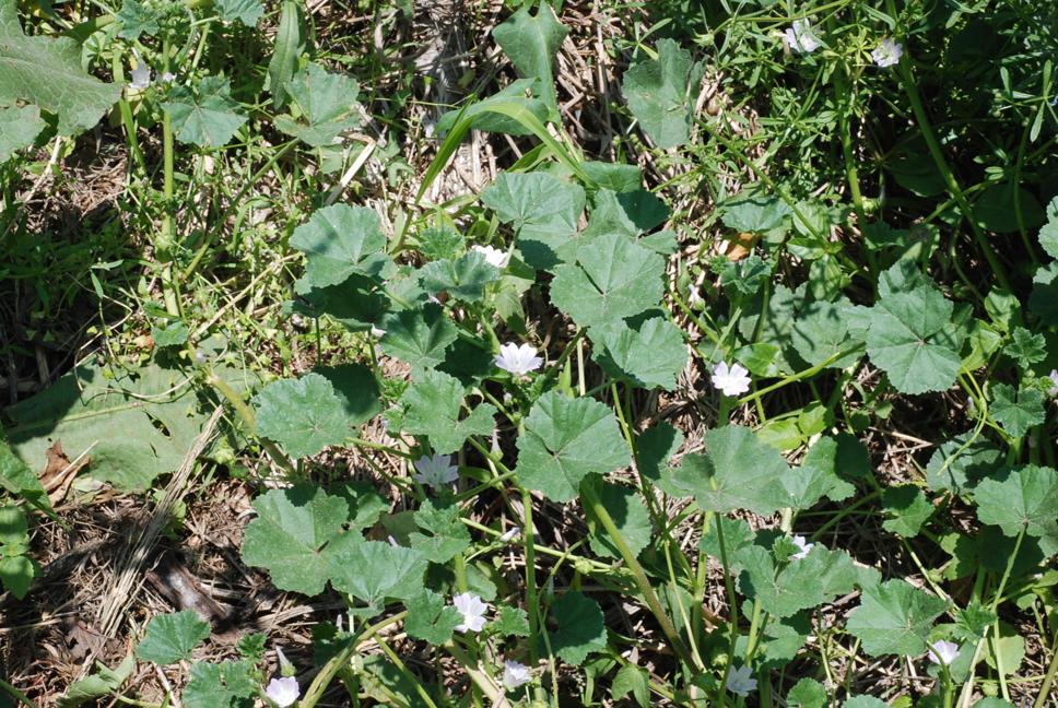 난쟁이아욱 이미지