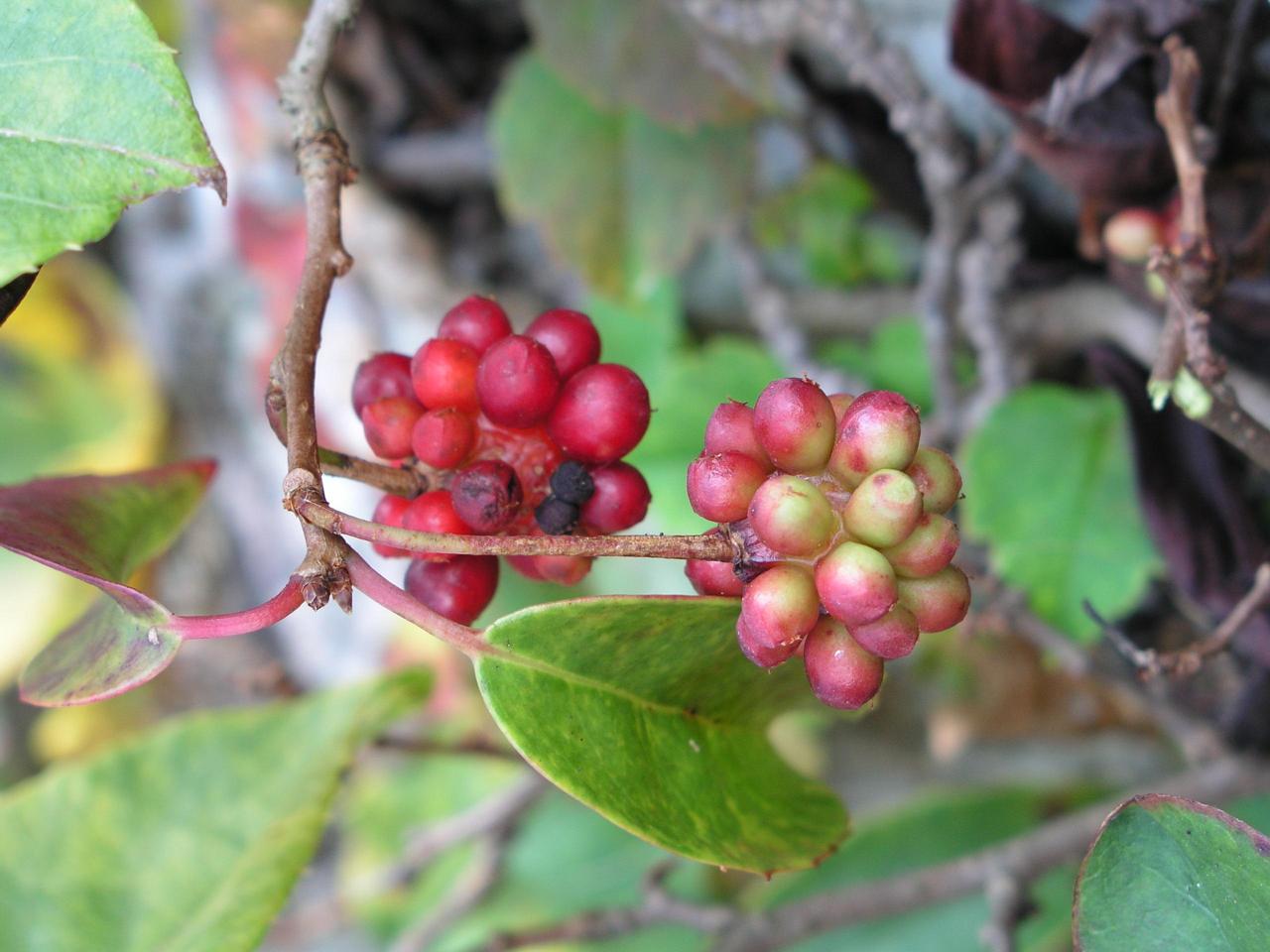 남오미자 이미지