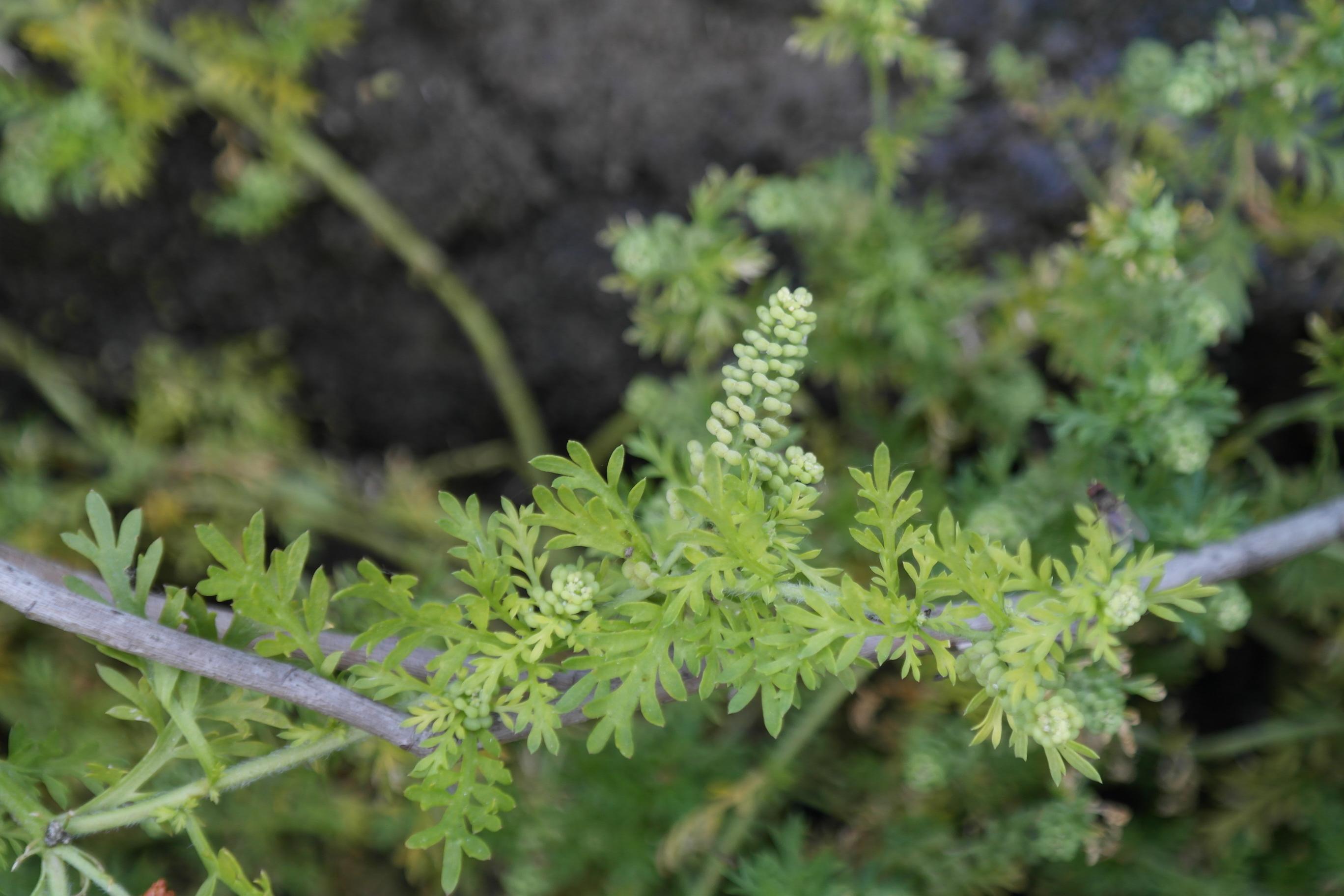 냄새냉이 이미지