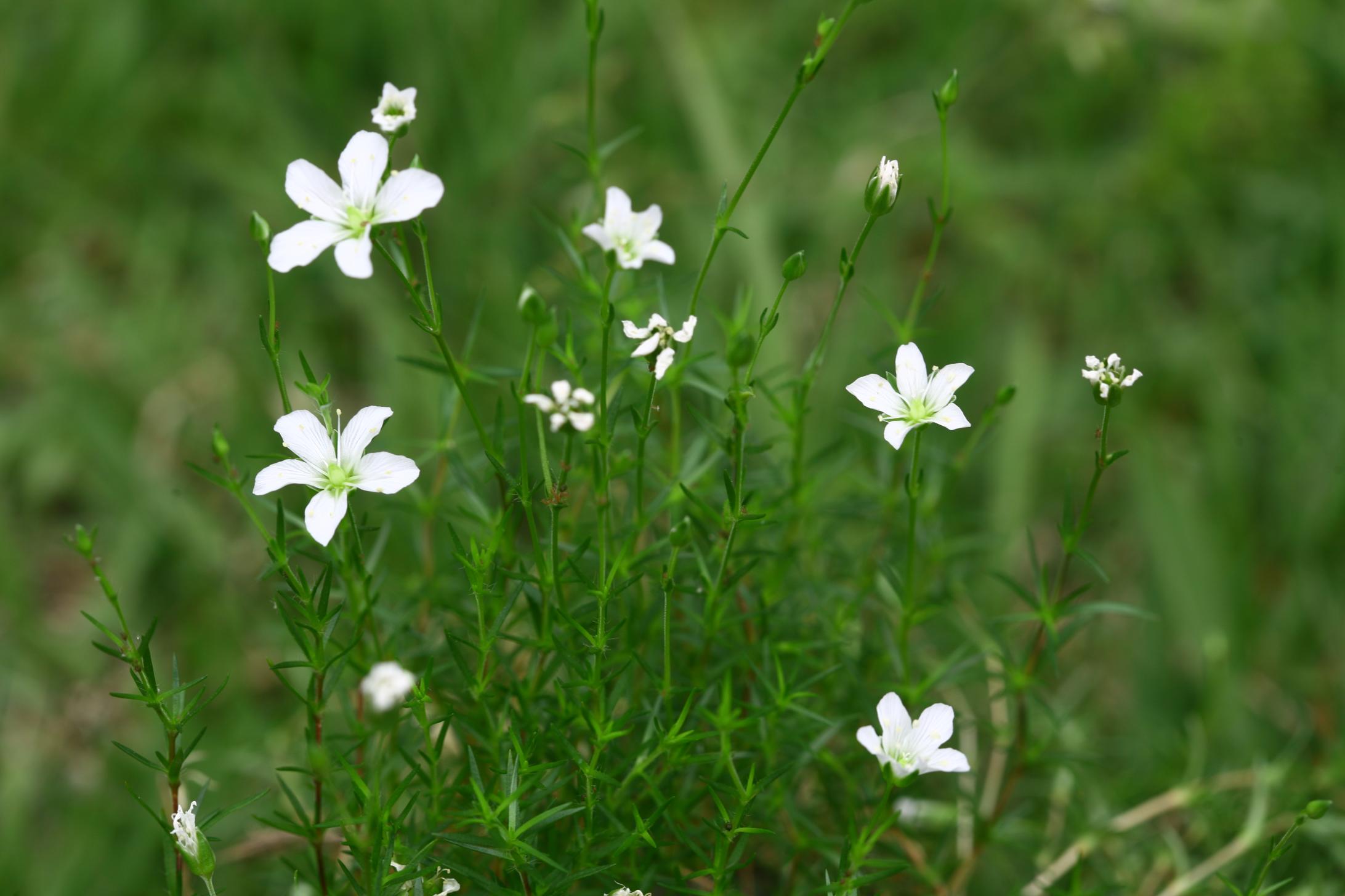너도개미자리 이미지