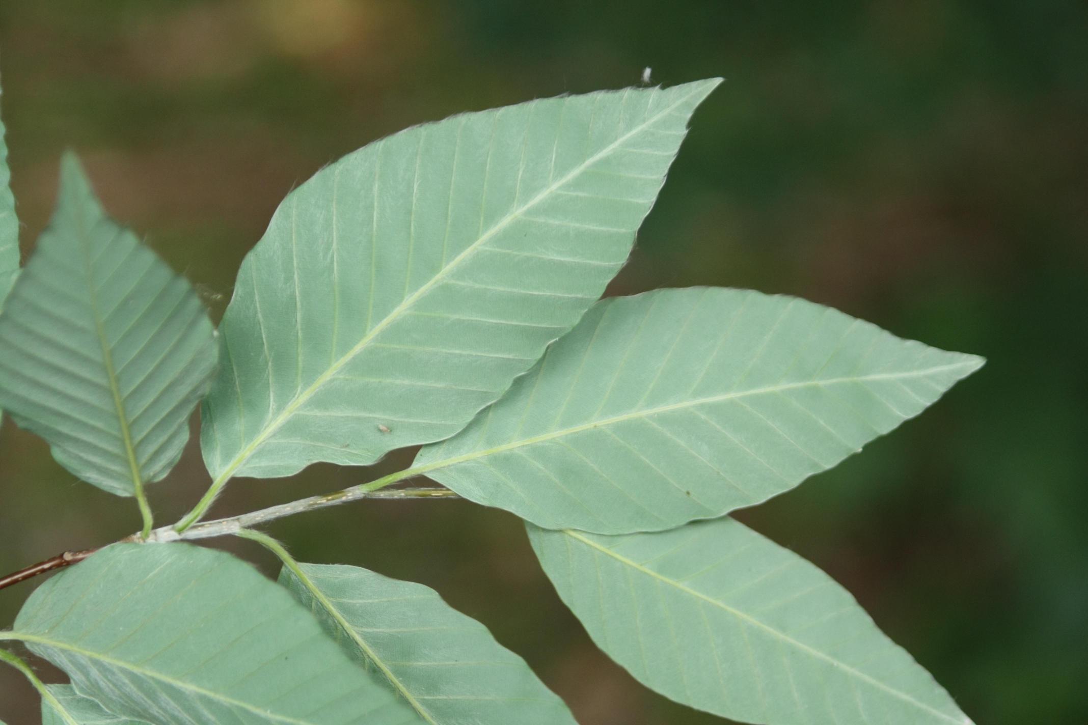 너도밤나무 이미지